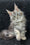 Adam | Maine Coon Kitten