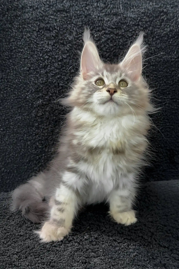 Adam | maine coon kitten