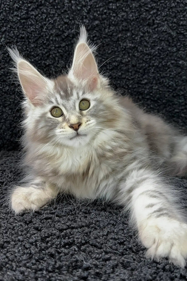 Adam | maine coon kitten