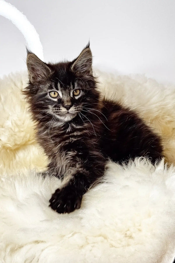 Adam | maine coon kitten