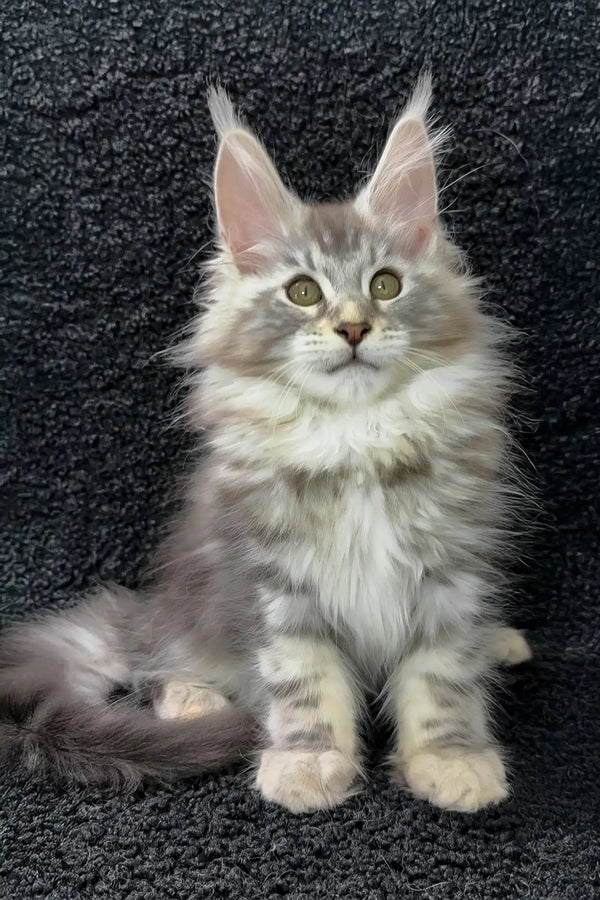 Adam | maine coon kitten