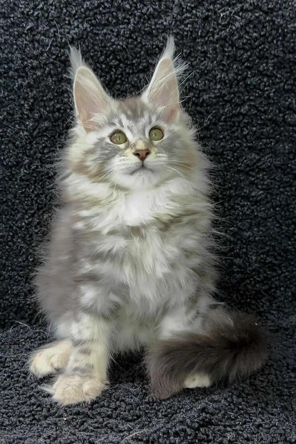 Adam | maine coon kitten