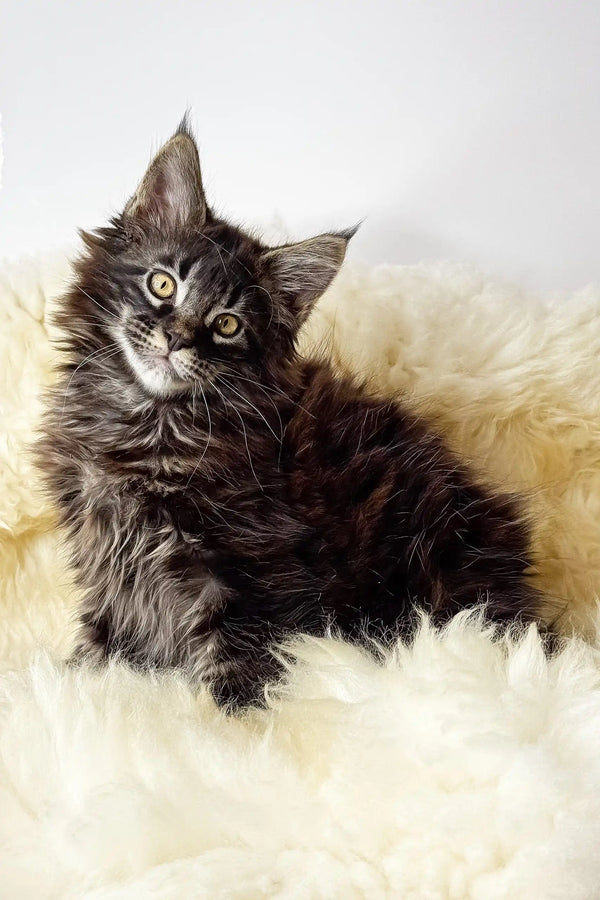 Adam | maine coon kitten