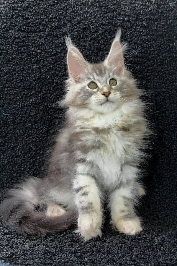 Adam | maine coon kitten