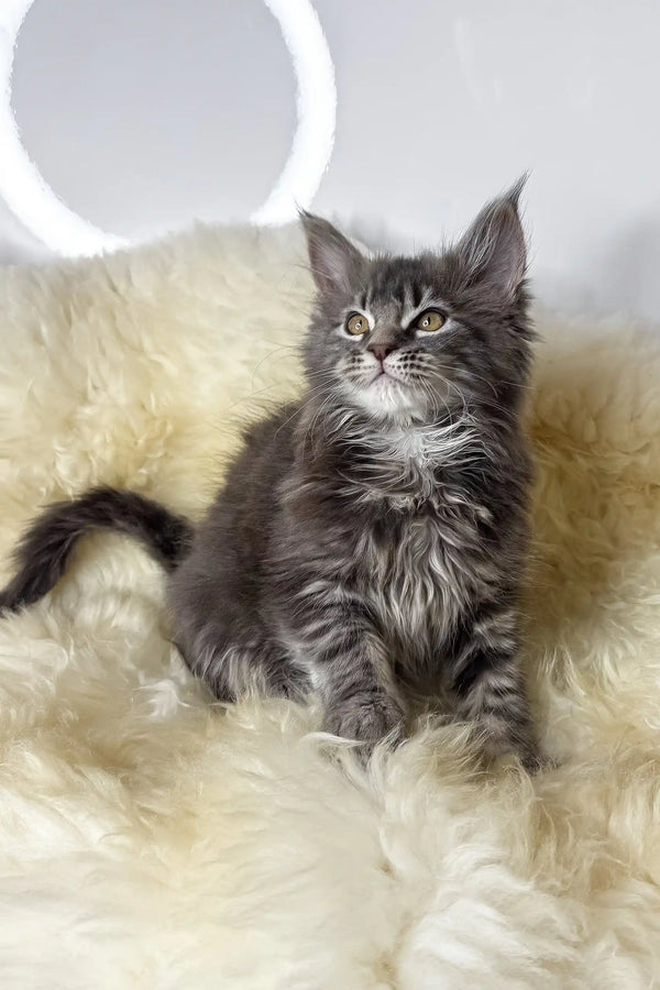 Adana | maine coon kitten