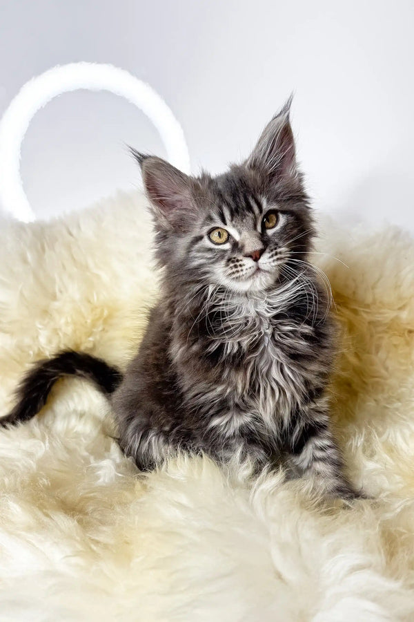 Adana | maine coon kitten