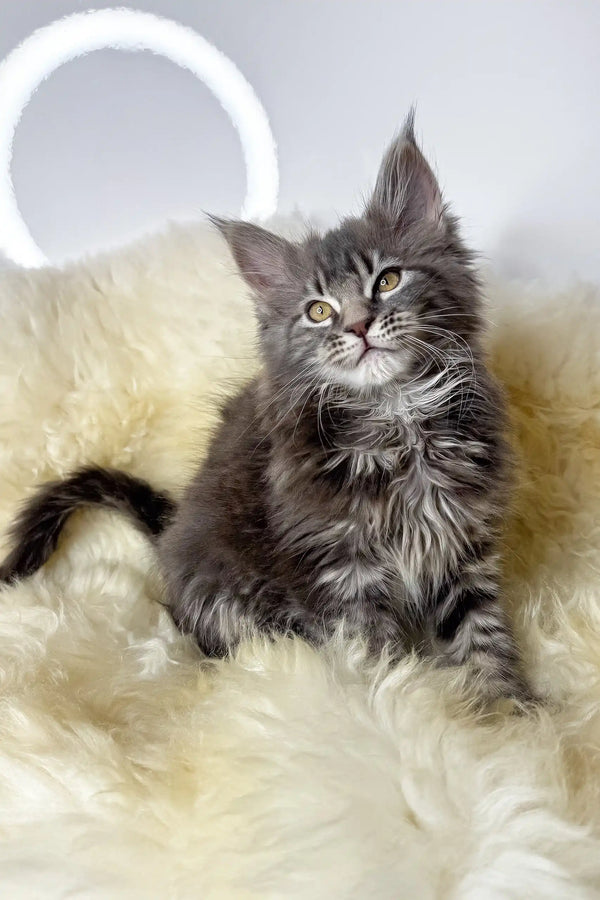 Adana | maine coon kitten