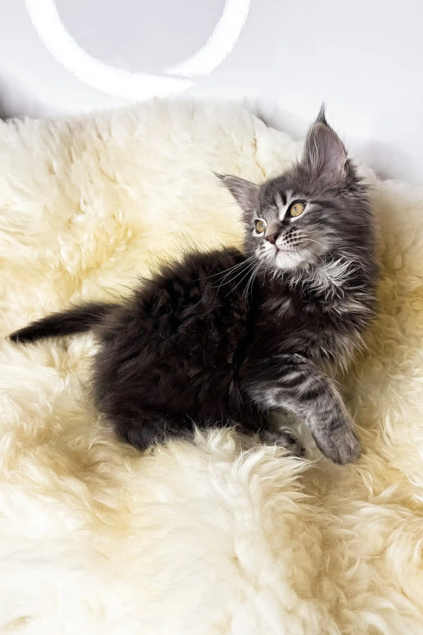 Adana | maine coon kitten