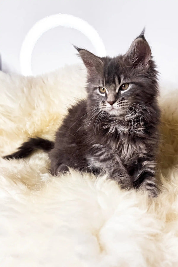 Adana | maine coon kitten