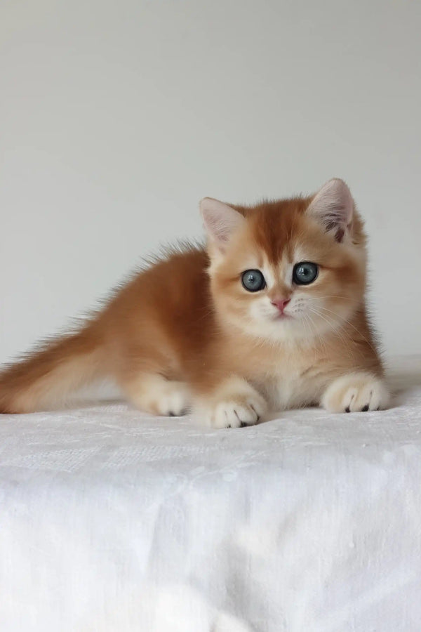 Adel | british shorthair kitten