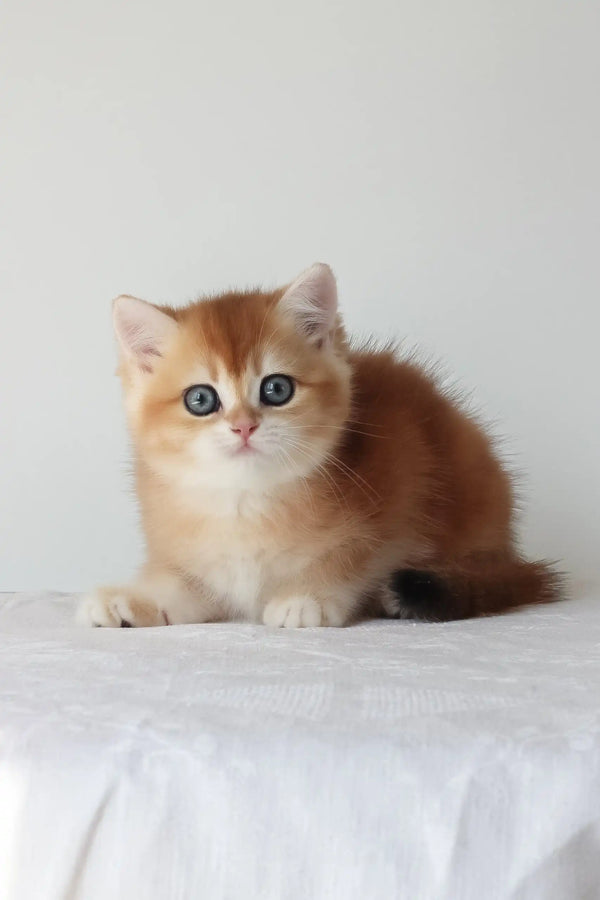 Adel | british shorthair kitten