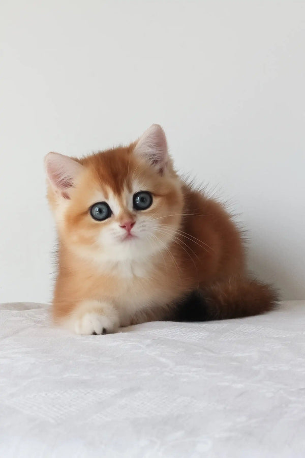 Adel | british shorthair kitten