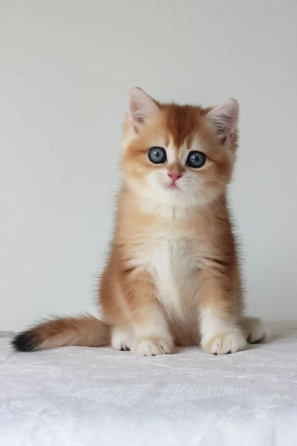 Adel | british shorthair kitten