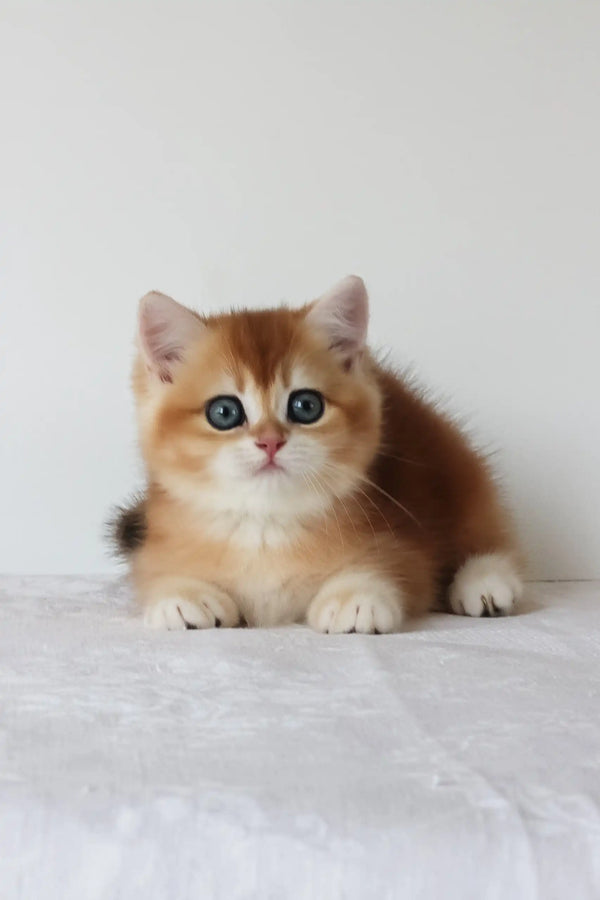 Adel | british shorthair kitten