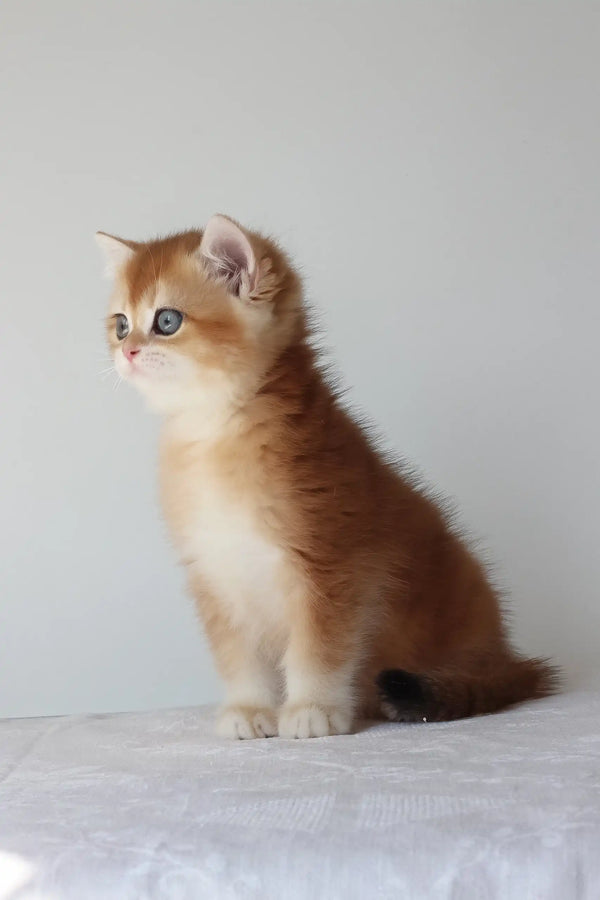 Adel | british shorthair kitten