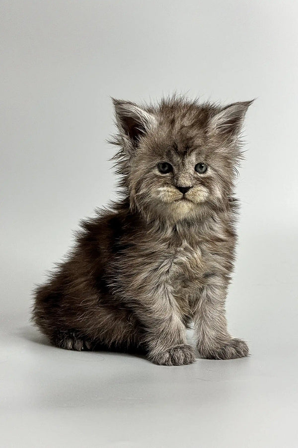 Fluffy gray Maine Coon kitten with wide eyes sitting upright, perfect for cat lovers