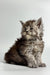 Fluffy gray Maine Coon kitten sitting upright with an alert expression