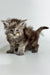 Fluffy gray tabby Maine Coon kitten with big eyes and perked ears, perfect for cuddles