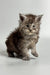 Fluffy gray Maine Coon kitten with curious wide eyes, perfect for any cat lover