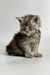 Fluffy gray Maine Coon kitten with a grumpy expression, perfect for cat lovers