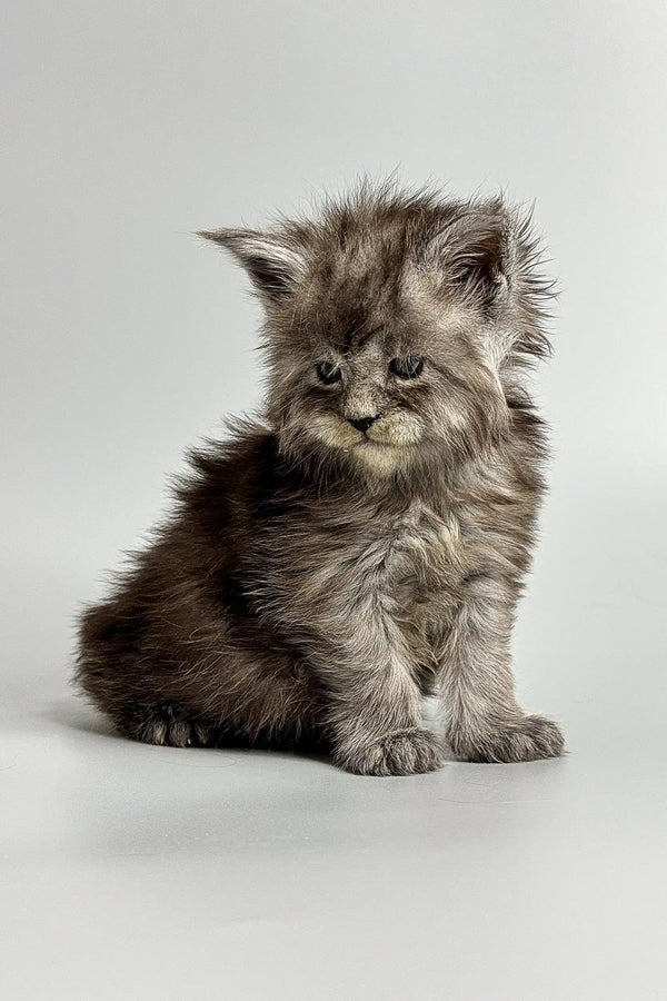 Fluffy gray Maine Coon kitten with a grumpy expression, perfect for cat lovers