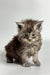 Fluffy gray Maine Coon kitten with wide eyes and a cute, messy look