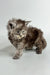 Fluffy gray Maine Coon kitten with tufted ears and a cute disheveled look