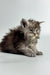 Fluffy gray Maine Coon kitten with a serious expression, perfect for any cat lover