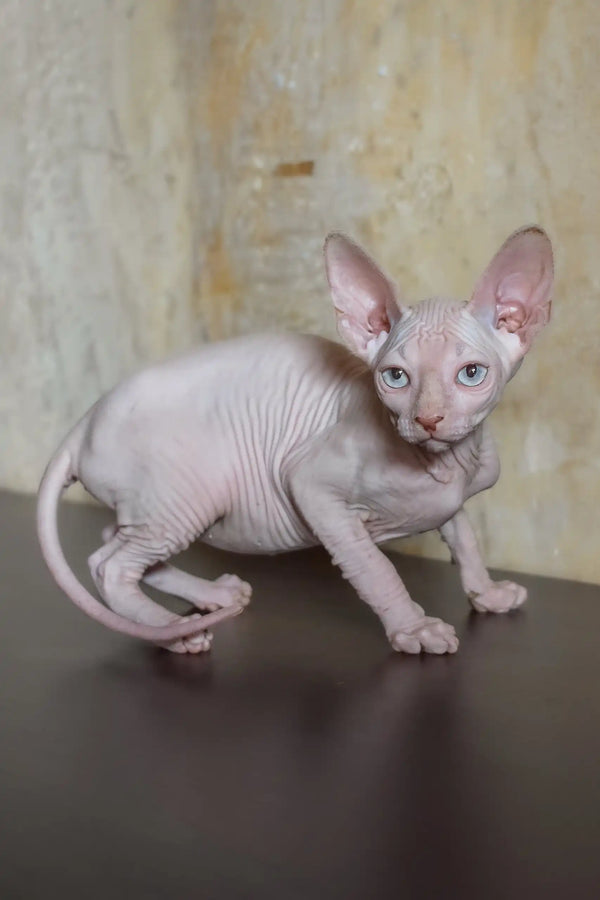 Adelina | canadian sphynx kitten