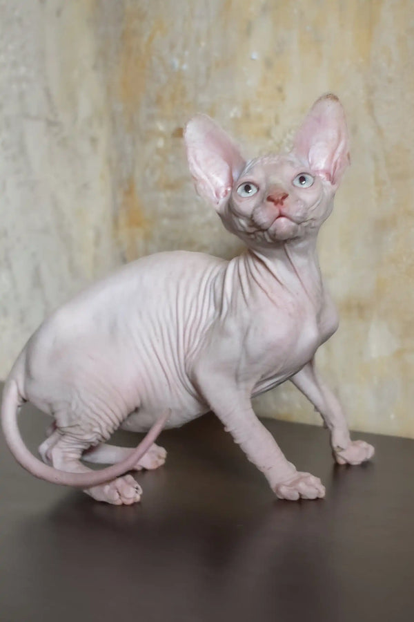Adelina | canadian sphynx kitten