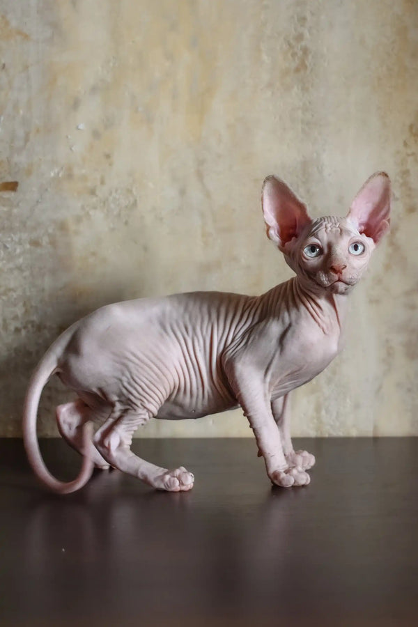 Adelina | canadian sphynx kitten