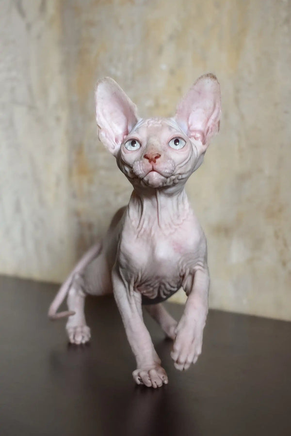Adelina | canadian sphynx kitten