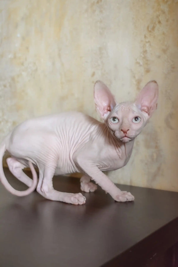 Adelina | canadian sphynx kitten