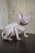 Adelina | canadian sphynx kitten
