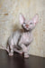 Adelina | canadian sphynx kitten