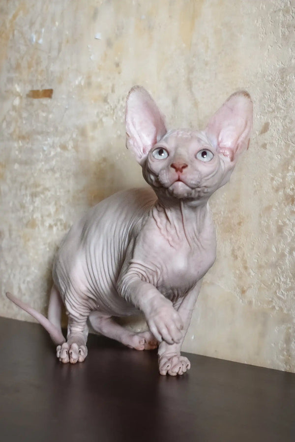 Adelina | canadian sphynx kitten