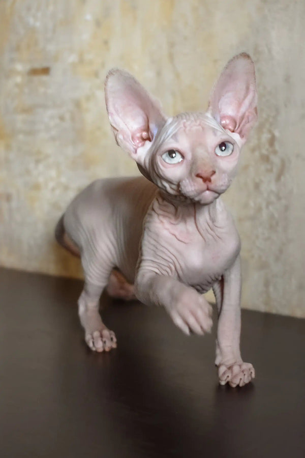 Adelina | canadian sphynx kitten