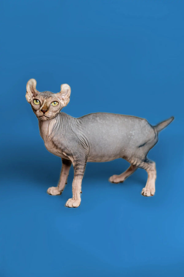 Hairless Elf Kitten with strong tabby markings and large ears on a blue surface