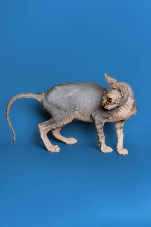 Hairless Elf Kitten with strong tabby markings and wrinkled skin, perfect for cuddles