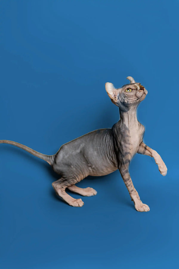 Adelina Elf Kitten with wrinkled skin and alert posture showing strong tabby markings