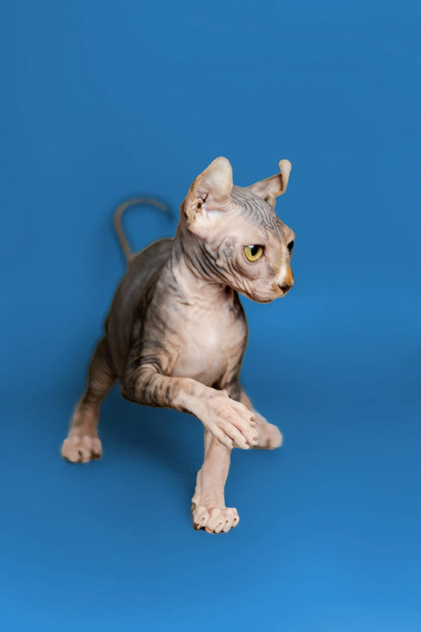 Hairless Sphynx Elf Kitten with strong tabby markings looking curious and cute