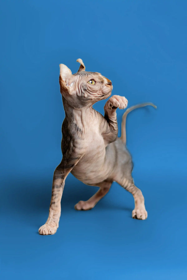 Hairless Elf Kitten with strong tabby markings standing on hind legs, paw raised