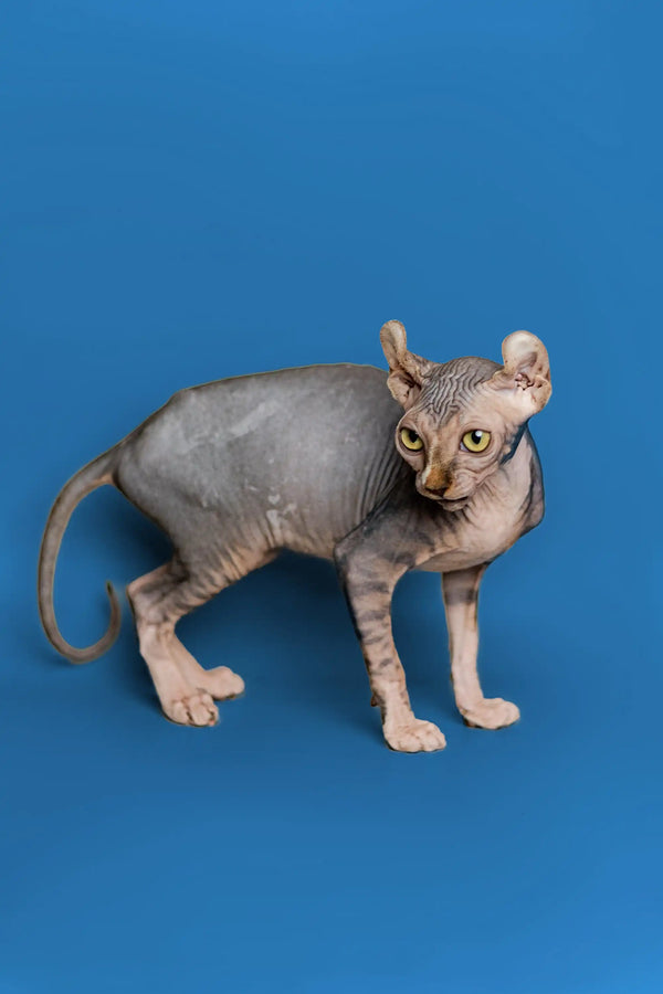 Hairless Sphynx Elf Kitten with strong tabby markings and large ears