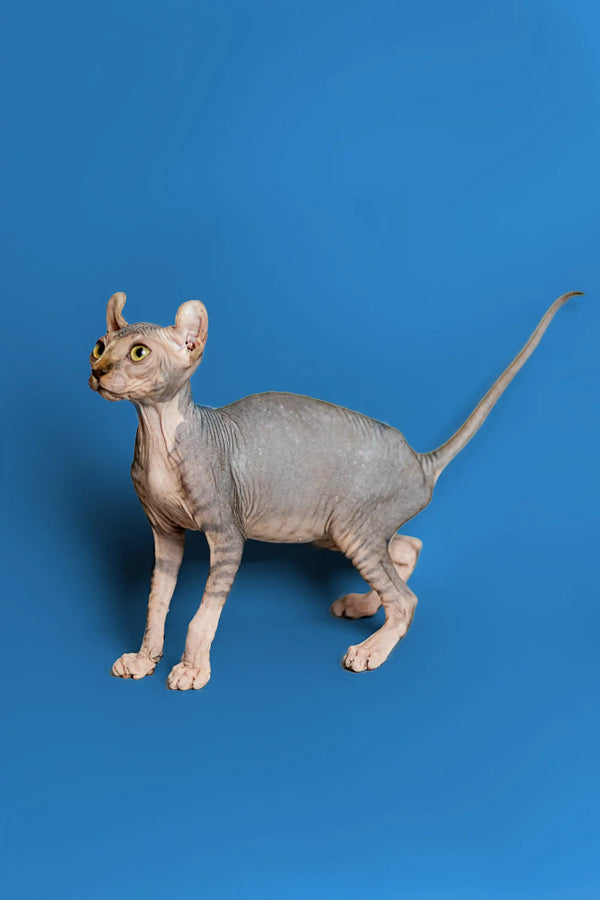 Hairless Sphynx Elf Kitten with strong tabby markings standing in profile, tail extended
