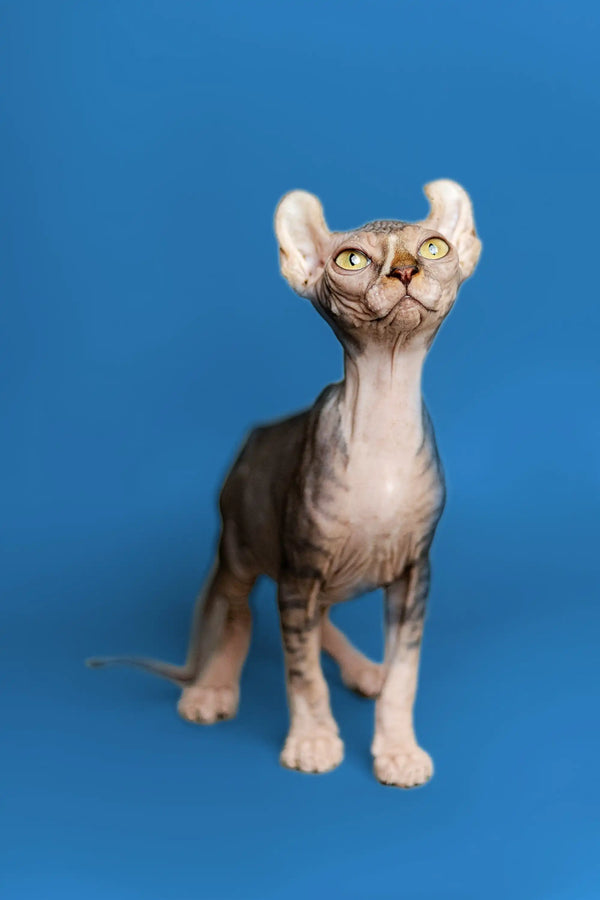 Hairless Elf Kitten with large ears and strong tabby markings standing upright