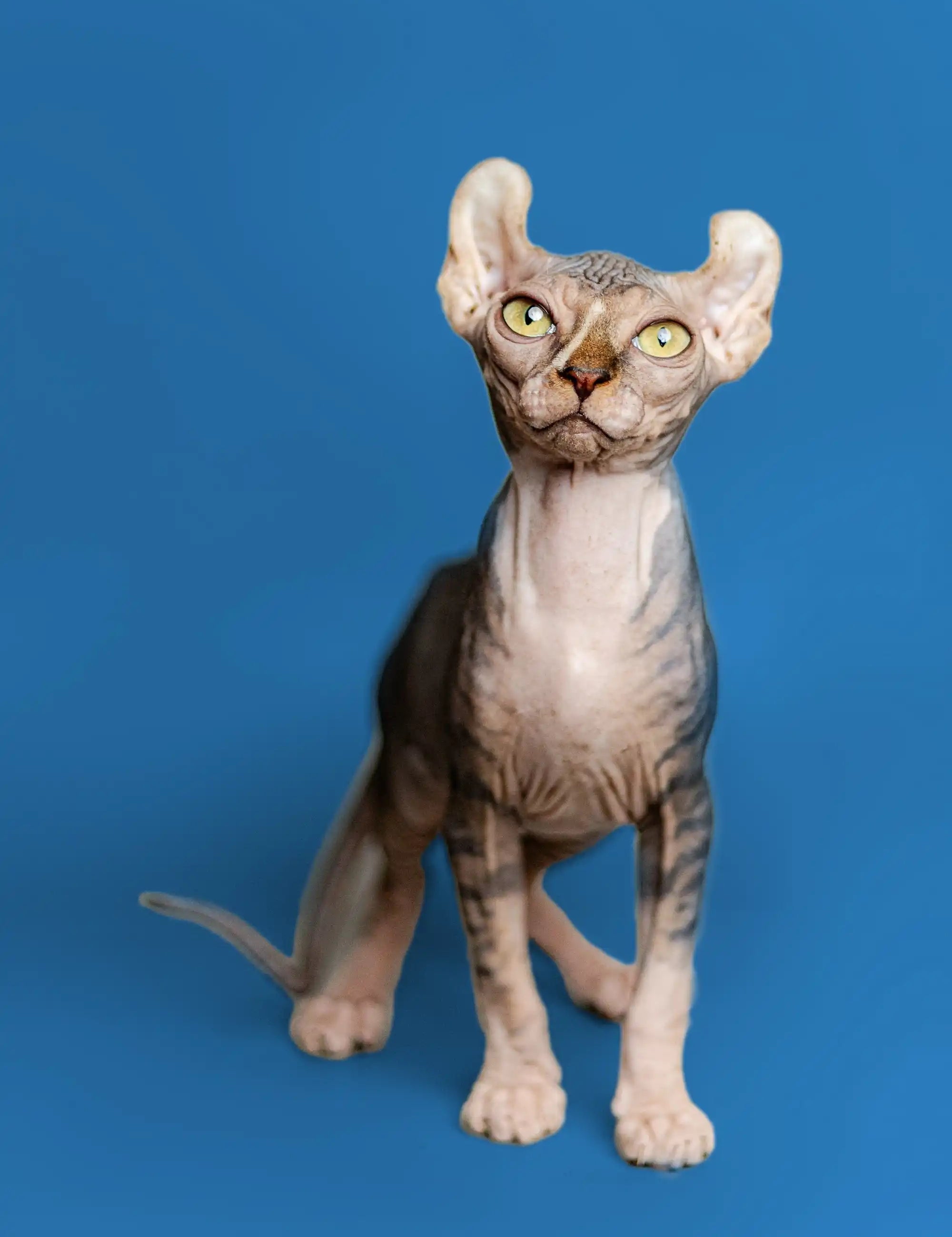 Hairless Sphynx Cats & Kittens for Sale Adelina| Elf Kitten