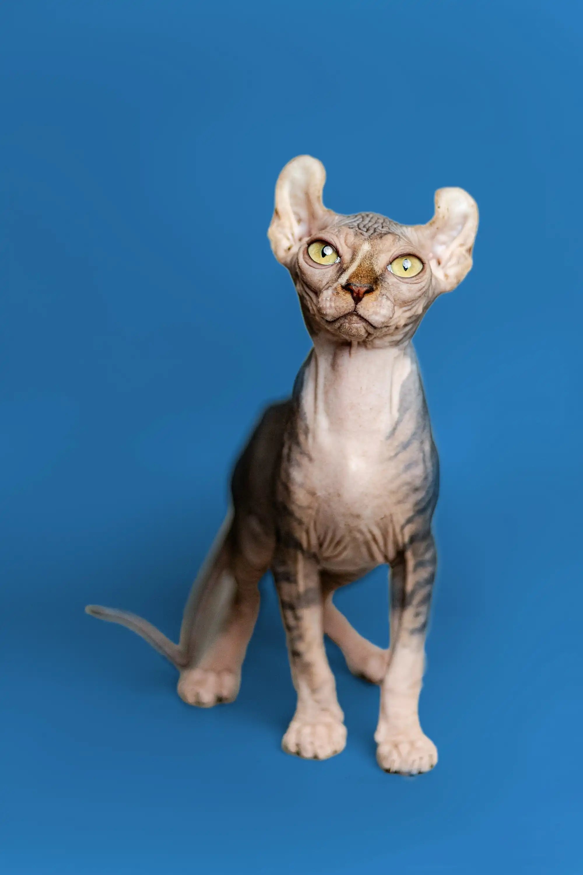 Hairless Sphynx Cats & Kittens for Sale Adelina| Elf Kitten