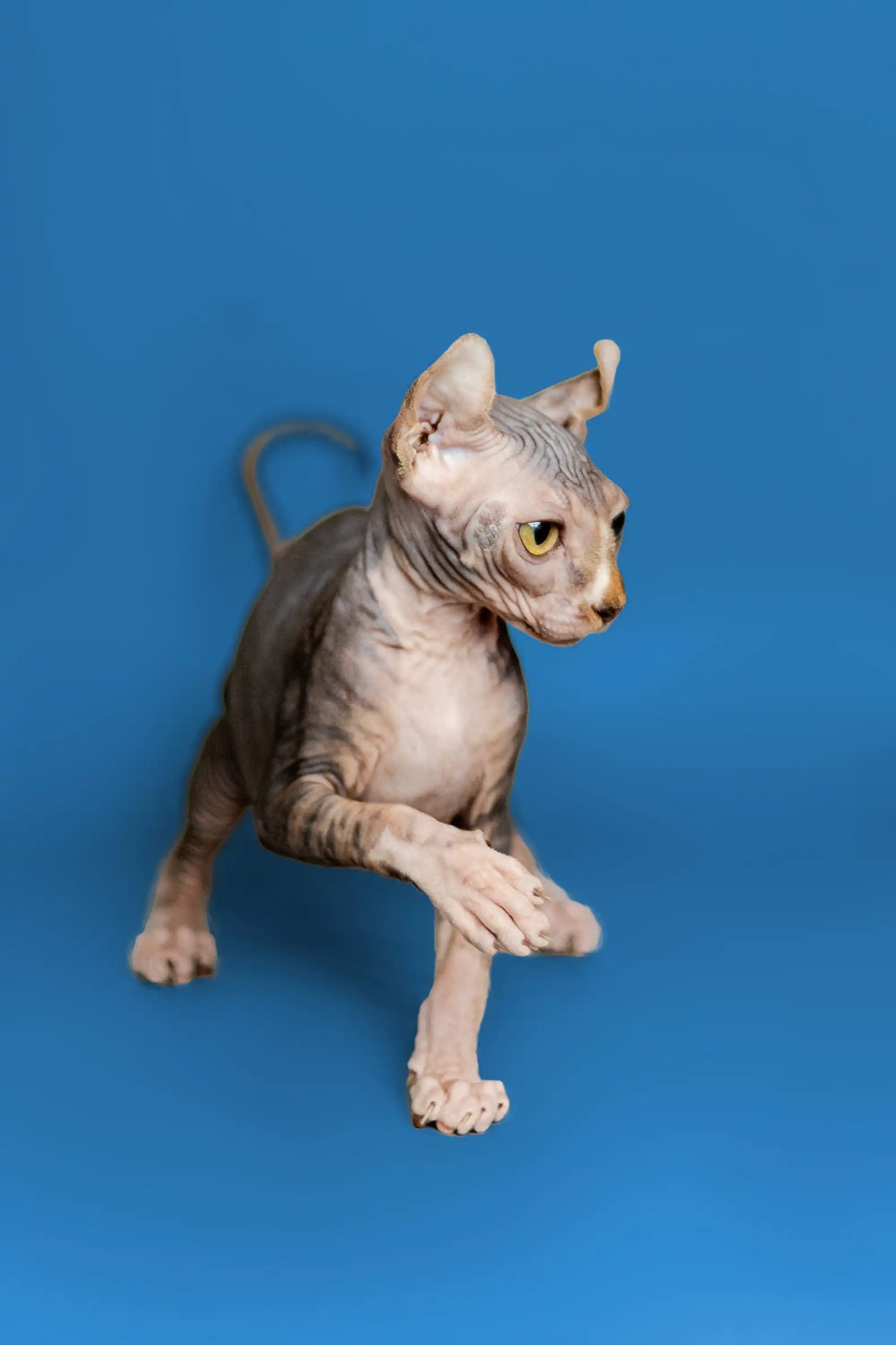 Sphynx Cats for Sale | Kittens For Adelina| Elf Kitten