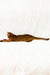 Adonis | abyssinian kitten