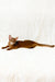 Adonis | abyssinian kitten
